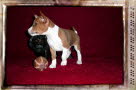 Anubis  7 Wochen.