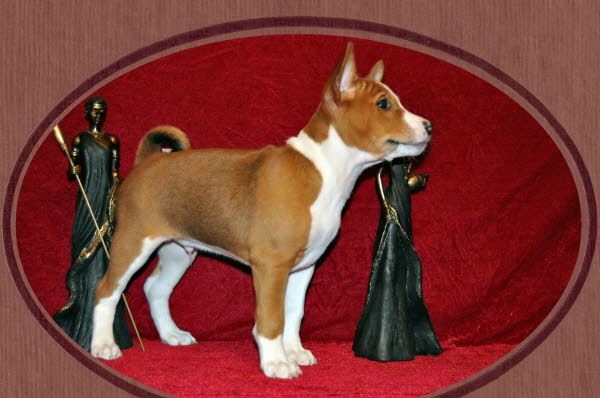 Anubis  8 Wochen.