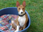 BALU