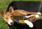 BALU