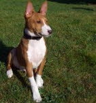 BALU