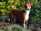 BALU