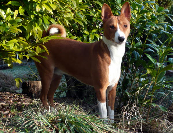 BALU