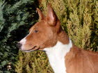BALU