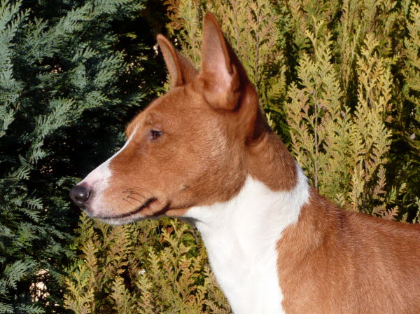 BALU