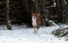 BALU