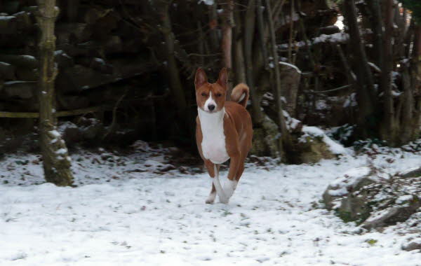 BALU