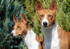 KIANGA & BALU