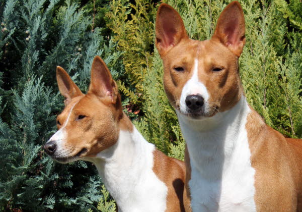 KIANGA & BALU