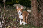 BALU
