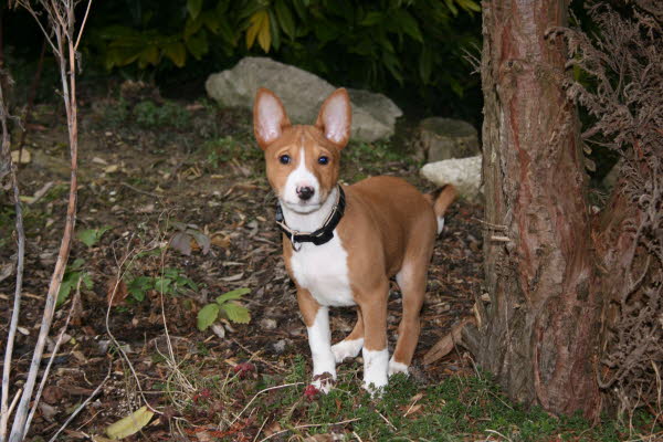 BALU