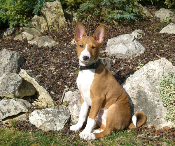 BALU